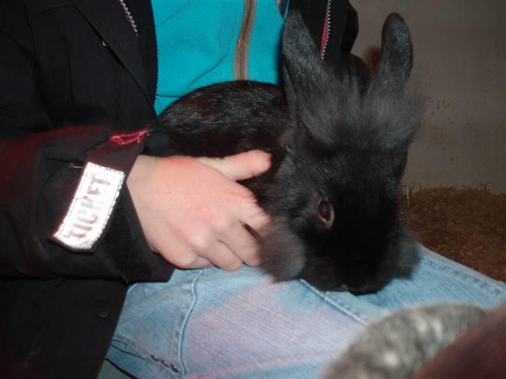 Kanin Snuske billede 7