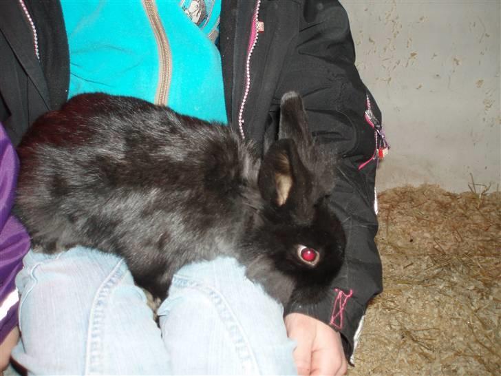 Kanin Snuske billede 9