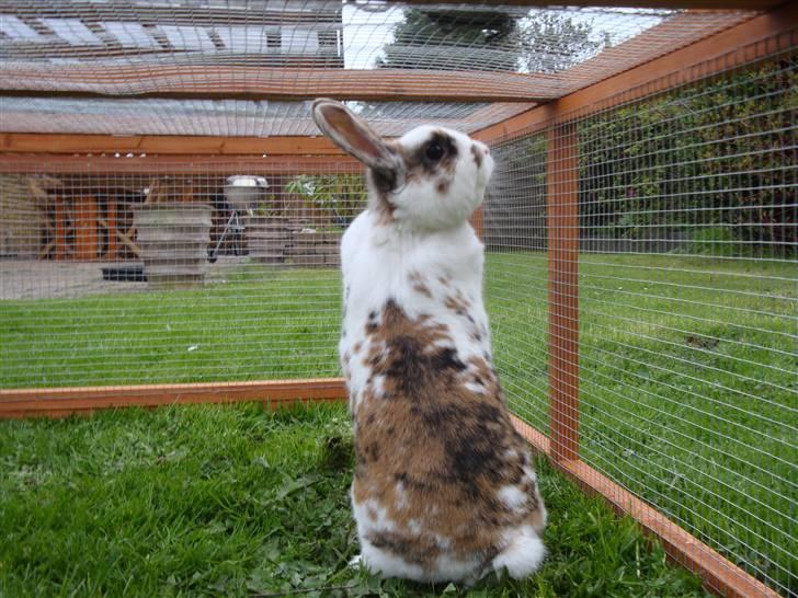 Kanin Tulle-Trunte  billede 7