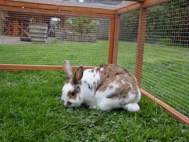 Kanin Tulle-Trunte  billede 8