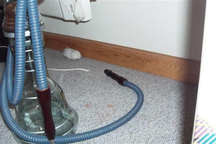 Dværghamster Enzo  billede 6