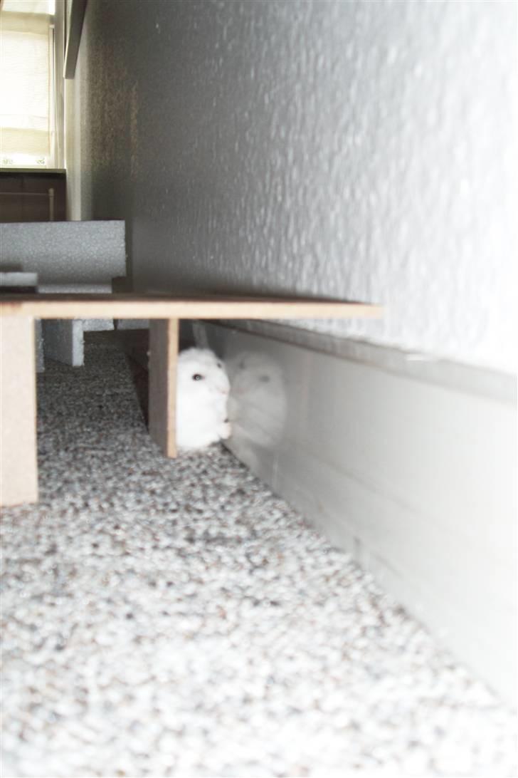 Dværghamster Enzo  billede 7