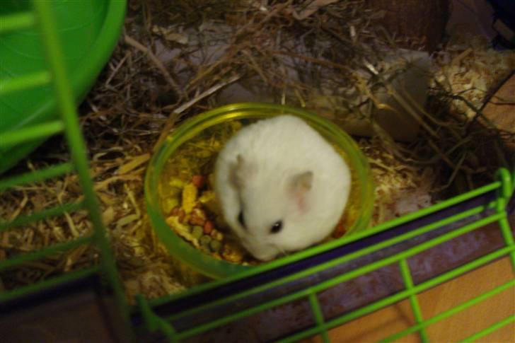 Dværghamster Enzo  billede 8