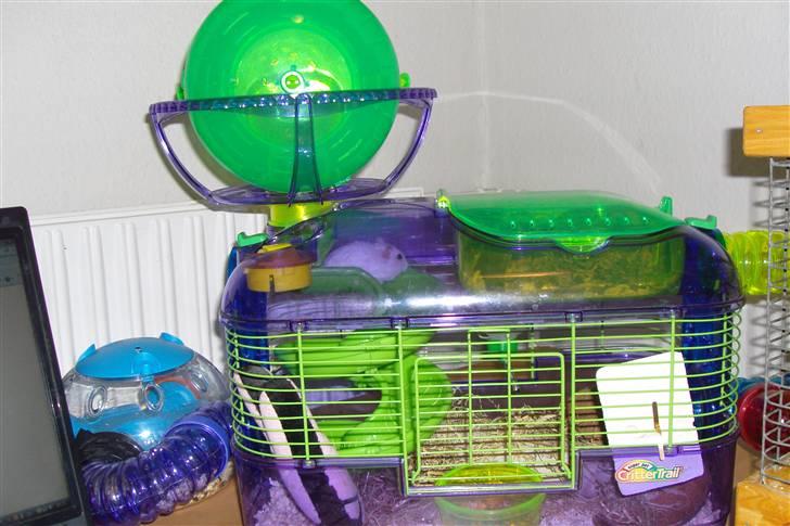 Dværghamster Enzo  billede 9