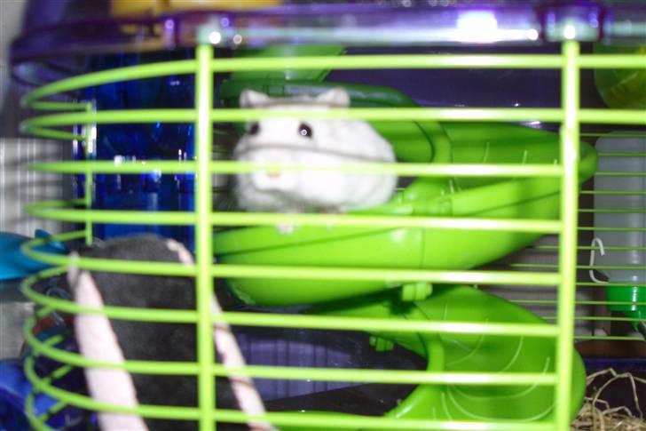 Dværghamster Enzo  billede 10