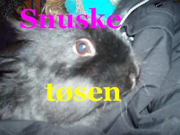 Kanin Snuske billede 12