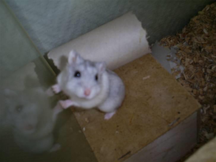 Dværghamster John Lennon billede 1