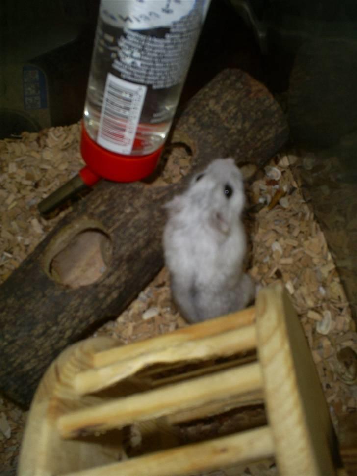 Dværghamster John Lennon billede 2