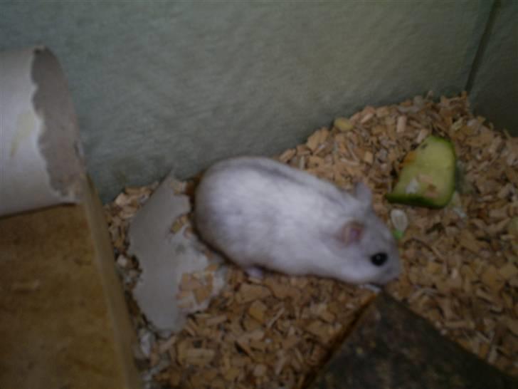 Dværghamster John Lennon billede 3