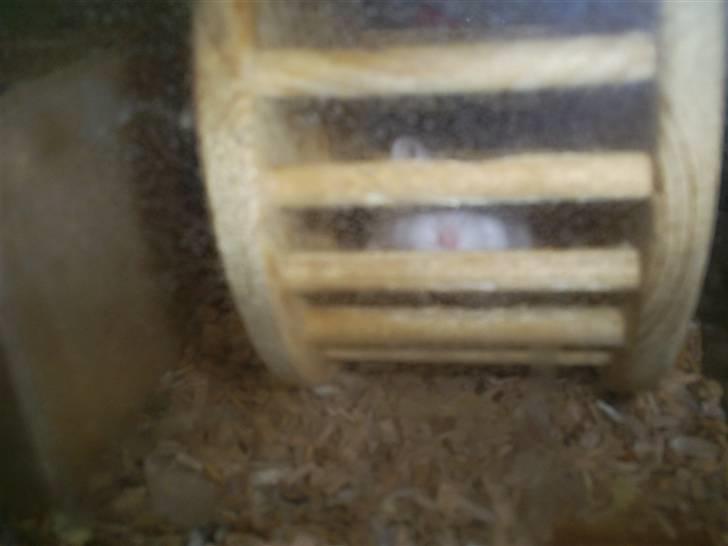 Dværghamster John Lennon billede 4