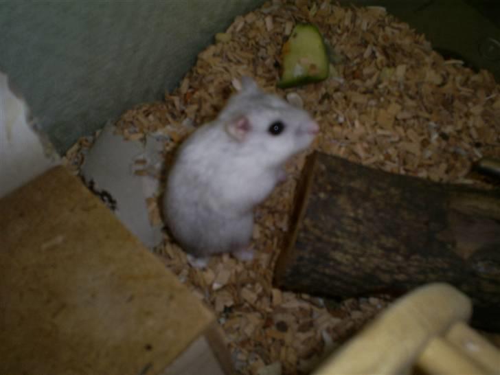 Dværghamster John Lennon billede 5