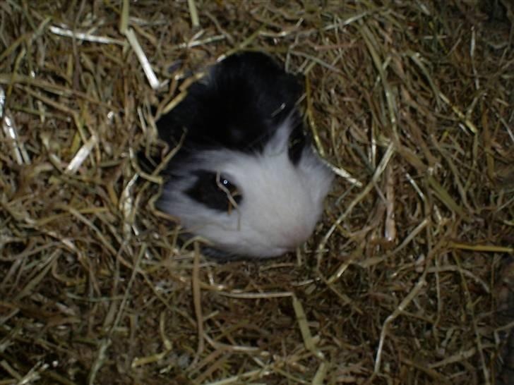 Marsvin Zorro billede 1