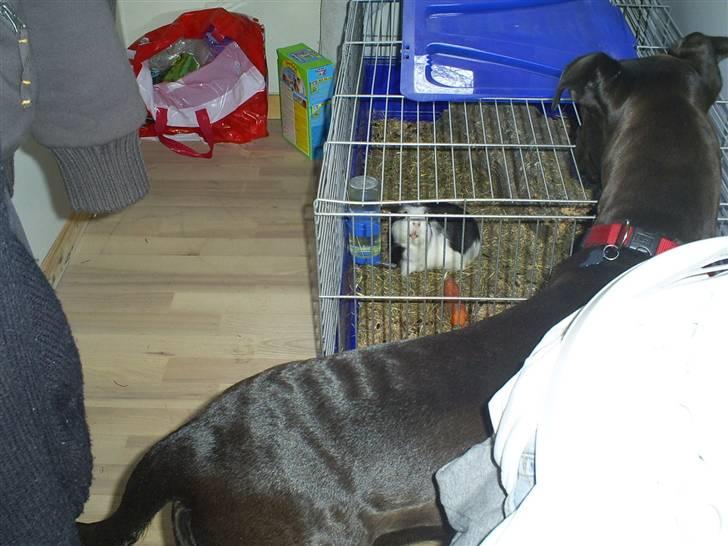 Marsvin Zorro billede 2