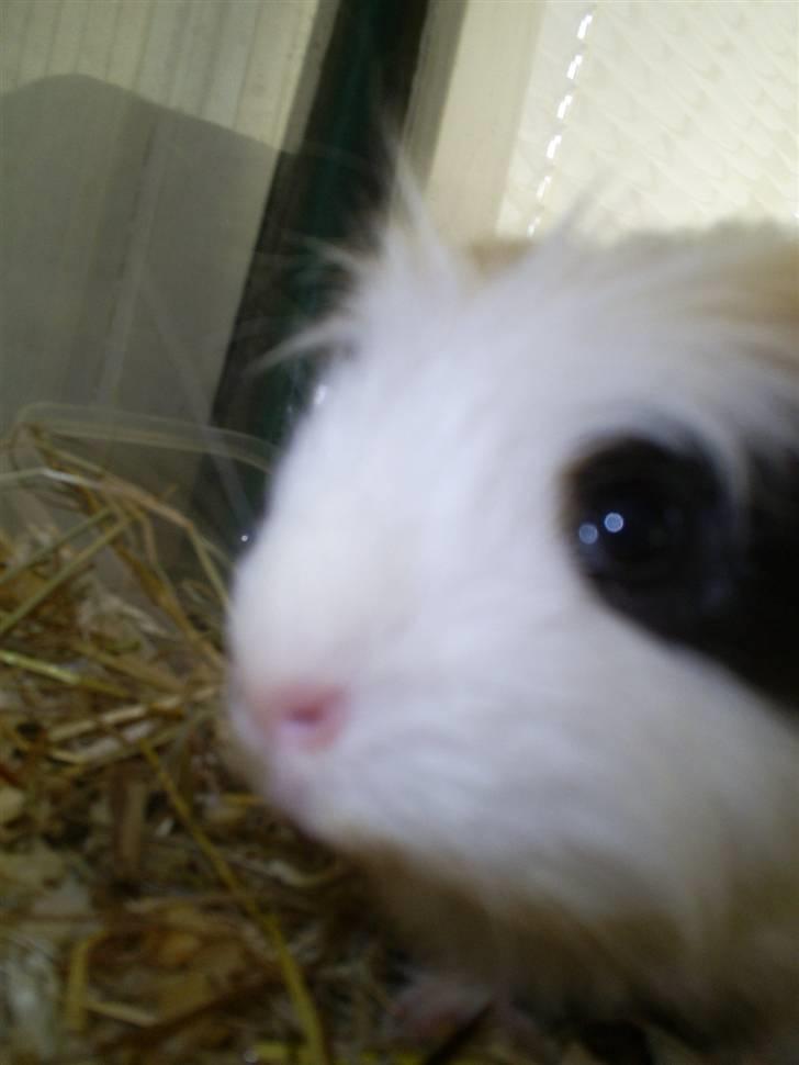 Marsvin Pjuske - Jeg gemmer mig  billede 1