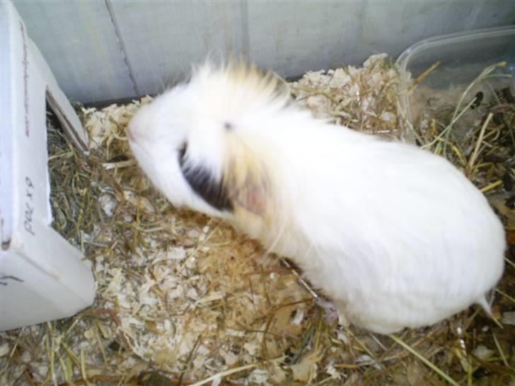 Marsvin Pjuske billede 2