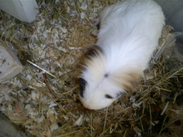 Marsvin Pjuske - Skøn frisure han har :D billede 3