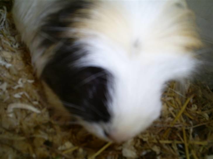 Marsvin Pjuske - Jeg er bare såå Pjuskede billede 4