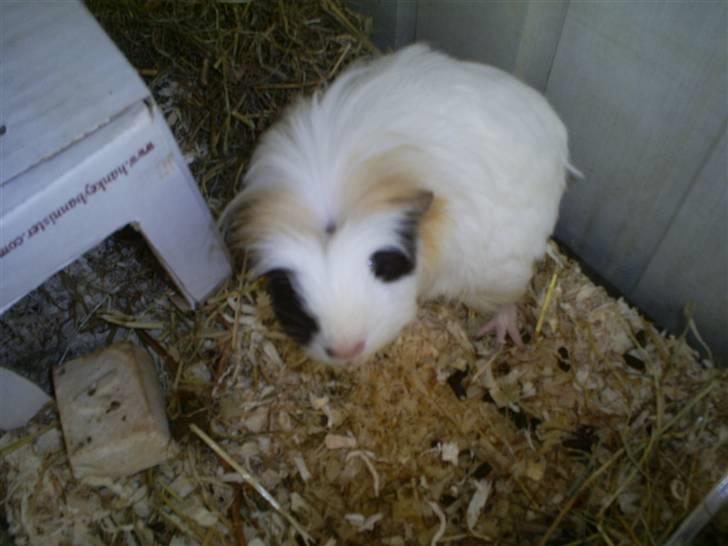 Marsvin Pjuske billede 5