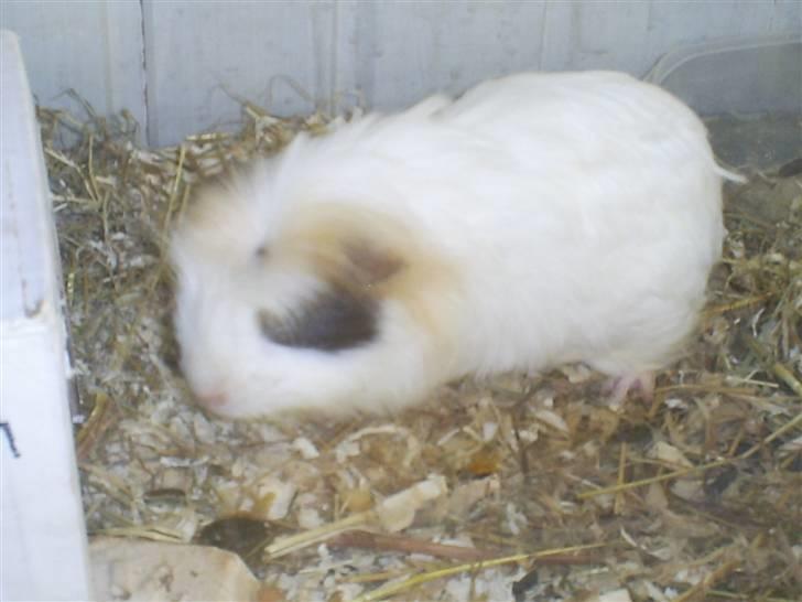 Marsvin Pjuske billede 6