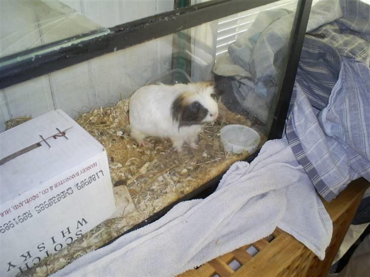 Marsvin Pjuske - Pjuske i "skifte"buret ikke helt tilfreds... billede 7