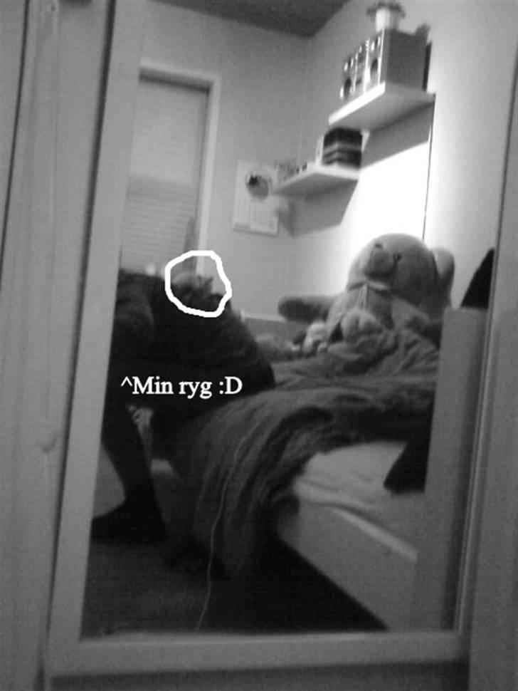 Hamster Rofus (langhåret) billede 15