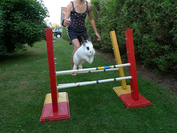Kanin Ozzie 'Bozie' - Juli 10 billede 6