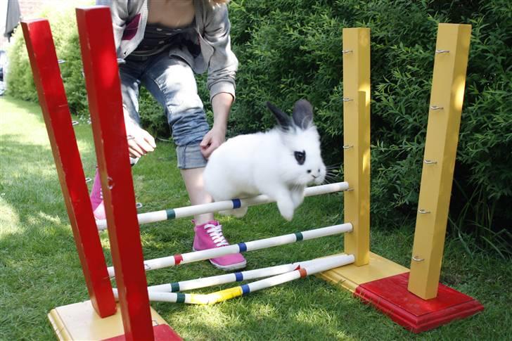 Kanin Ozzie 'Bozie' - Juni 10 billede 13