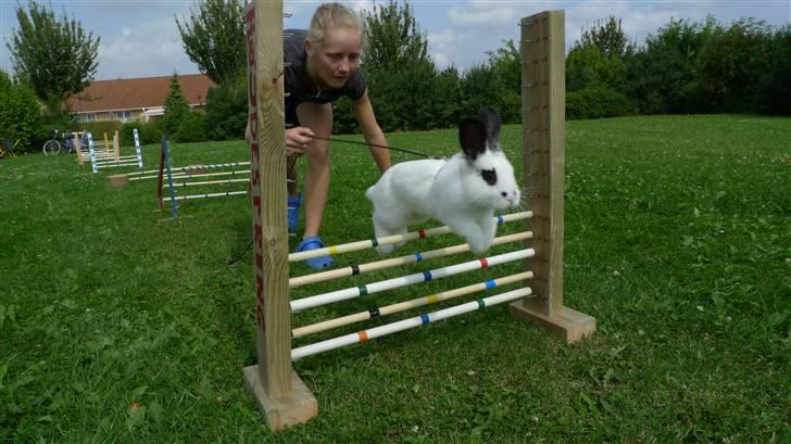 Kanin Ozzie 'Bozie' - 10 august billede 14