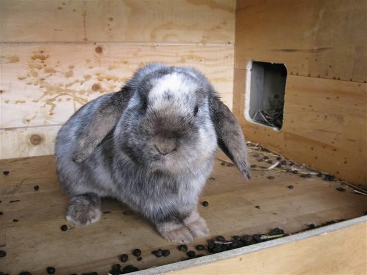 Kanin vimse billede 1