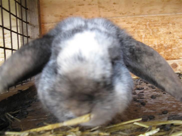 Kanin vimse billede 2