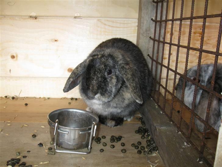 Kanin pjuske billede 1