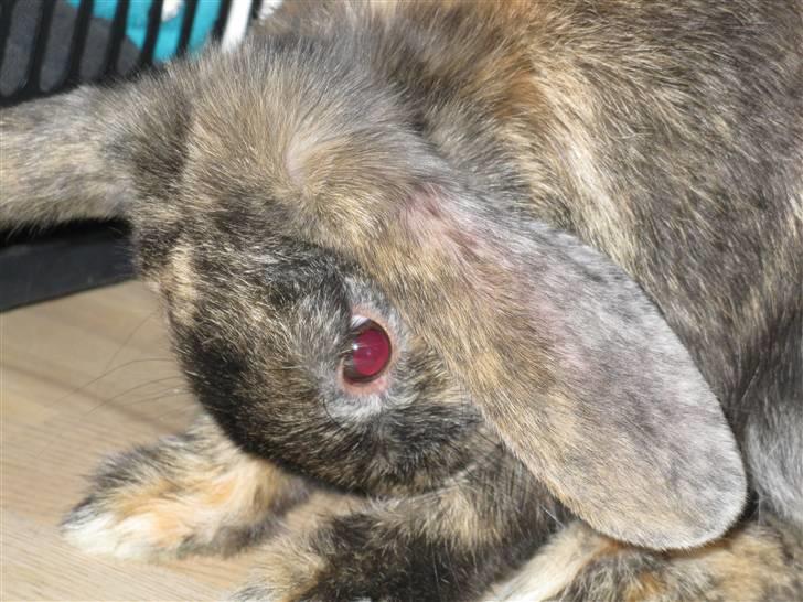 Kanin pjuske billede 2