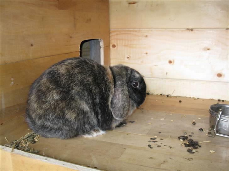 Kanin pjuske billede 3