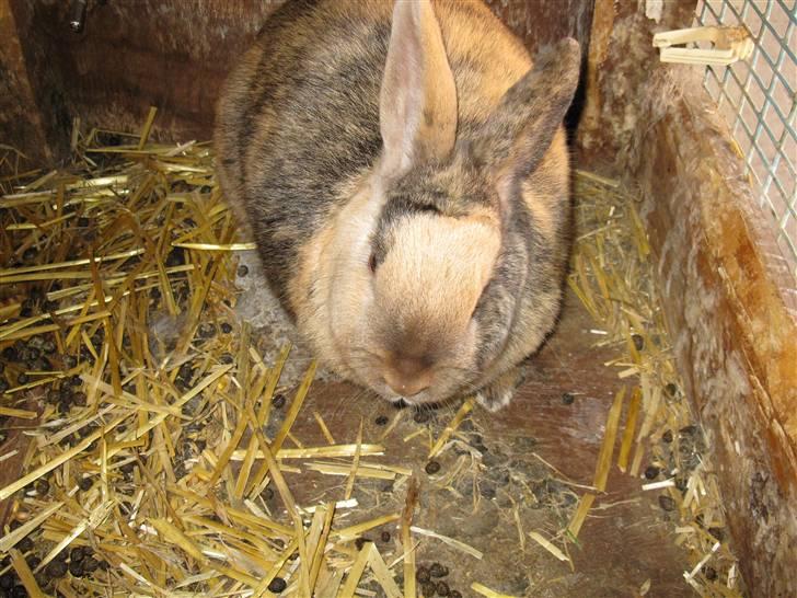 Kanin mulle billede 1