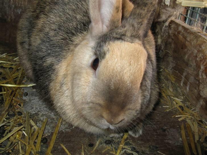 Kanin mulle billede 2