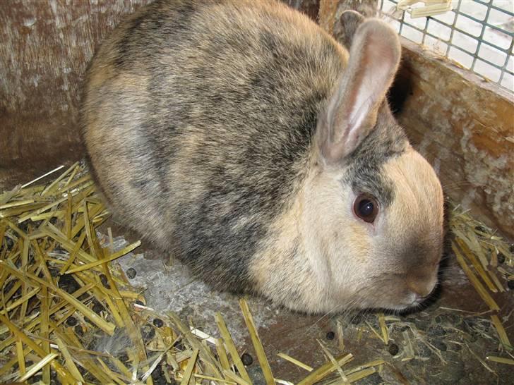 Kanin mulle billede 3