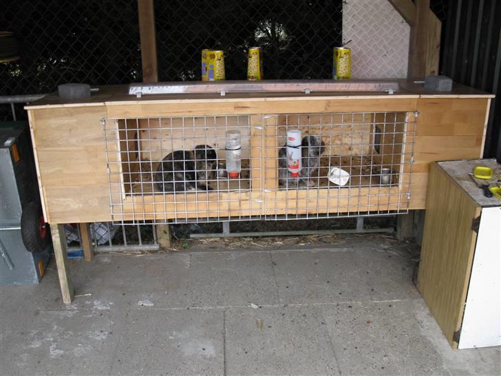 Kanin mulle billede 4