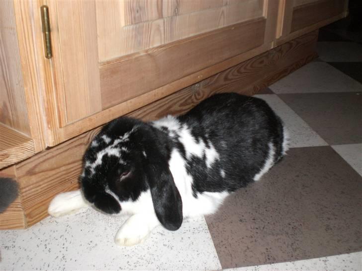 Kanin Domino aka. Fede <3 - LOVE YOU! <3 :D billede 4