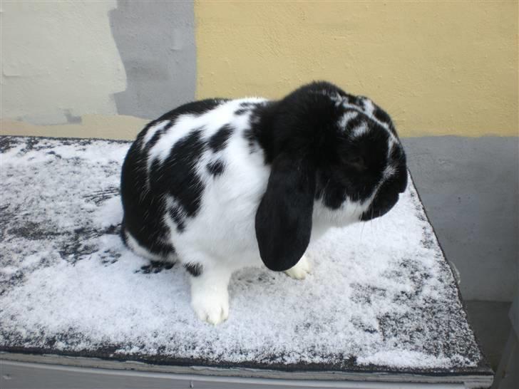 Kanin Domino aka. Fede <3 - Er det ikk´ liidt koldt bassemand? :) billede 5