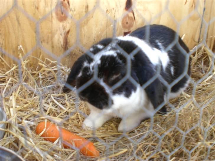 Kanin Domino aka. Fede <3 billede 6