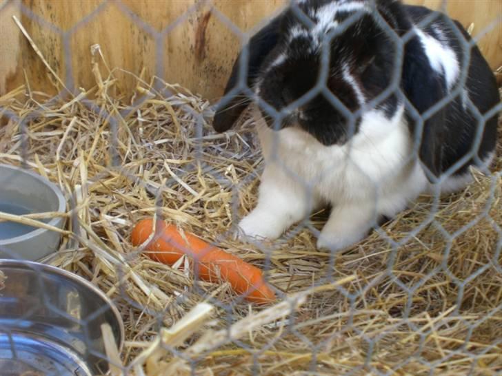 Kanin Domino aka. Fede <3 - Ellsskker maad!  :P billede 7