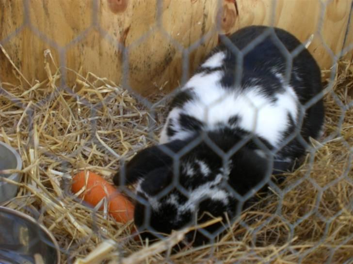 Kanin Domino aka. Fede <3 - Domino & hans elskede gulerod! :P billede 8