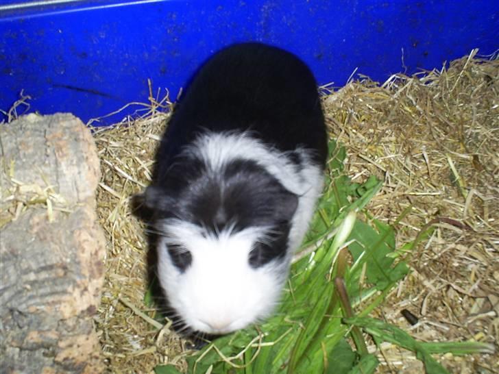 Marsvin Zorro billede 3