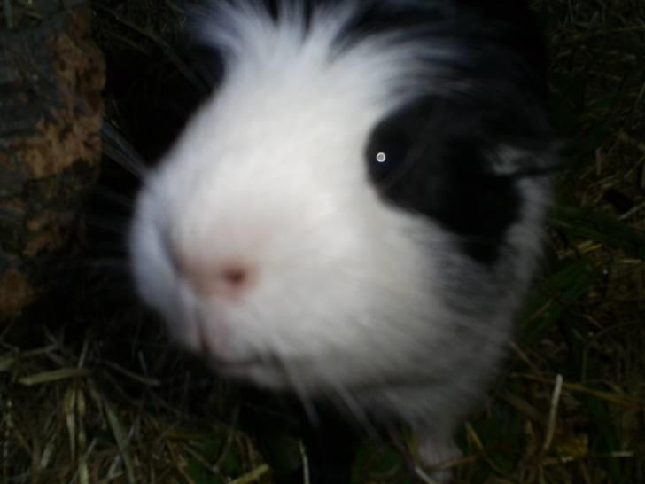 Marsvin Zorro billede 4