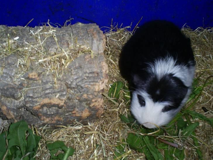 Marsvin Zorro billede 5