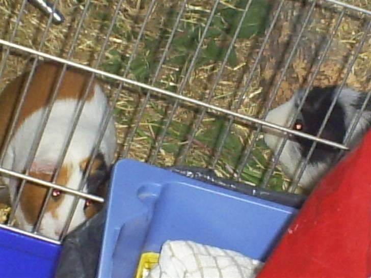 Marsvin Zorro - Cleo og Zorro billede 6