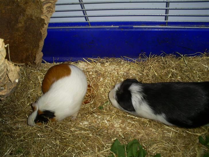 Marsvin Zorro - Cleo og Zorro billede 7