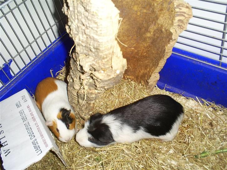 Marsvin Zorro - Vi myzzer hele tiden :)  billede 8