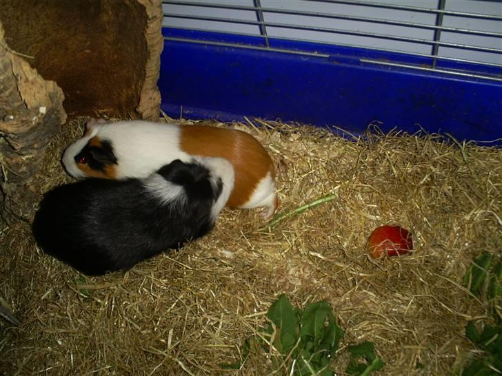 Marsvin Zorro billede 9