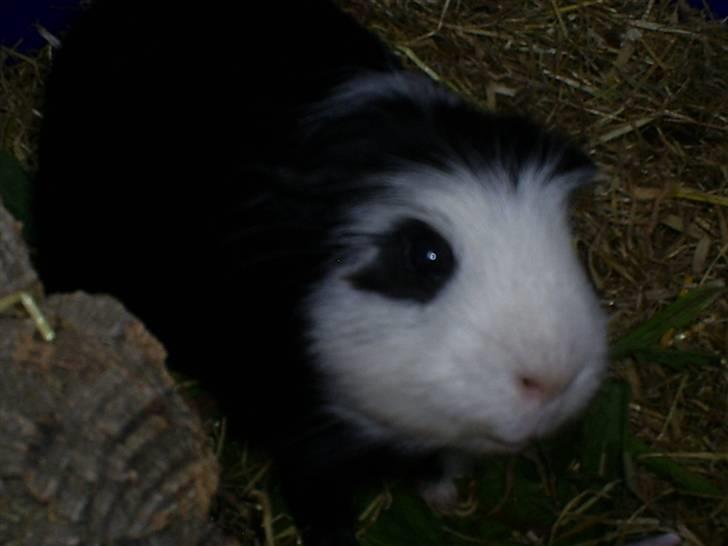 Marsvin Zorro billede 10